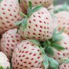 Pair-of-Pineberry-Potted-Plants-41D155FRSP.jpg